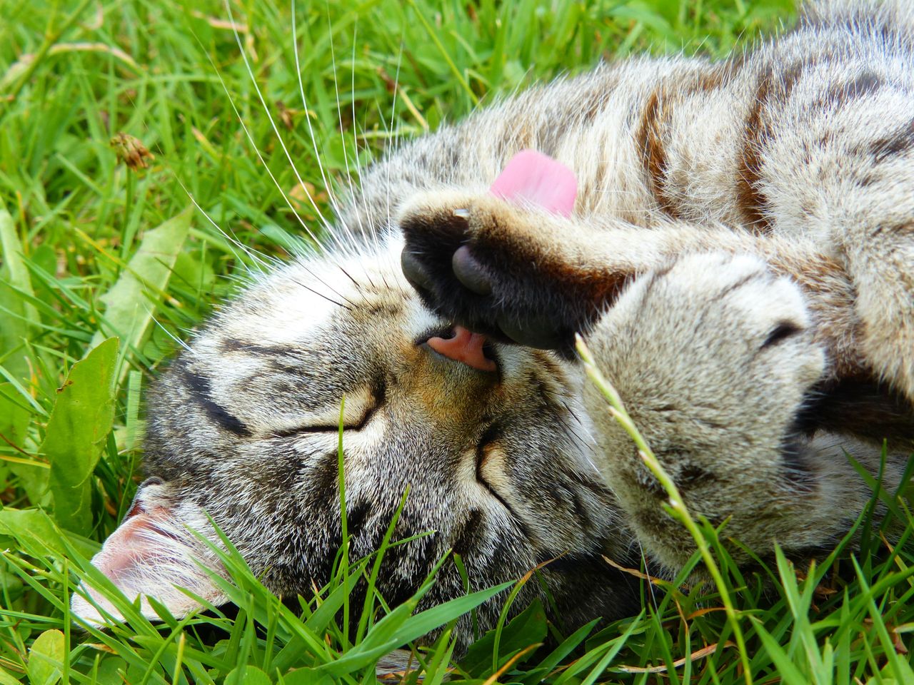 Adorable tabby cat licking paw while resting on grass, showcasing cute feline behavior.