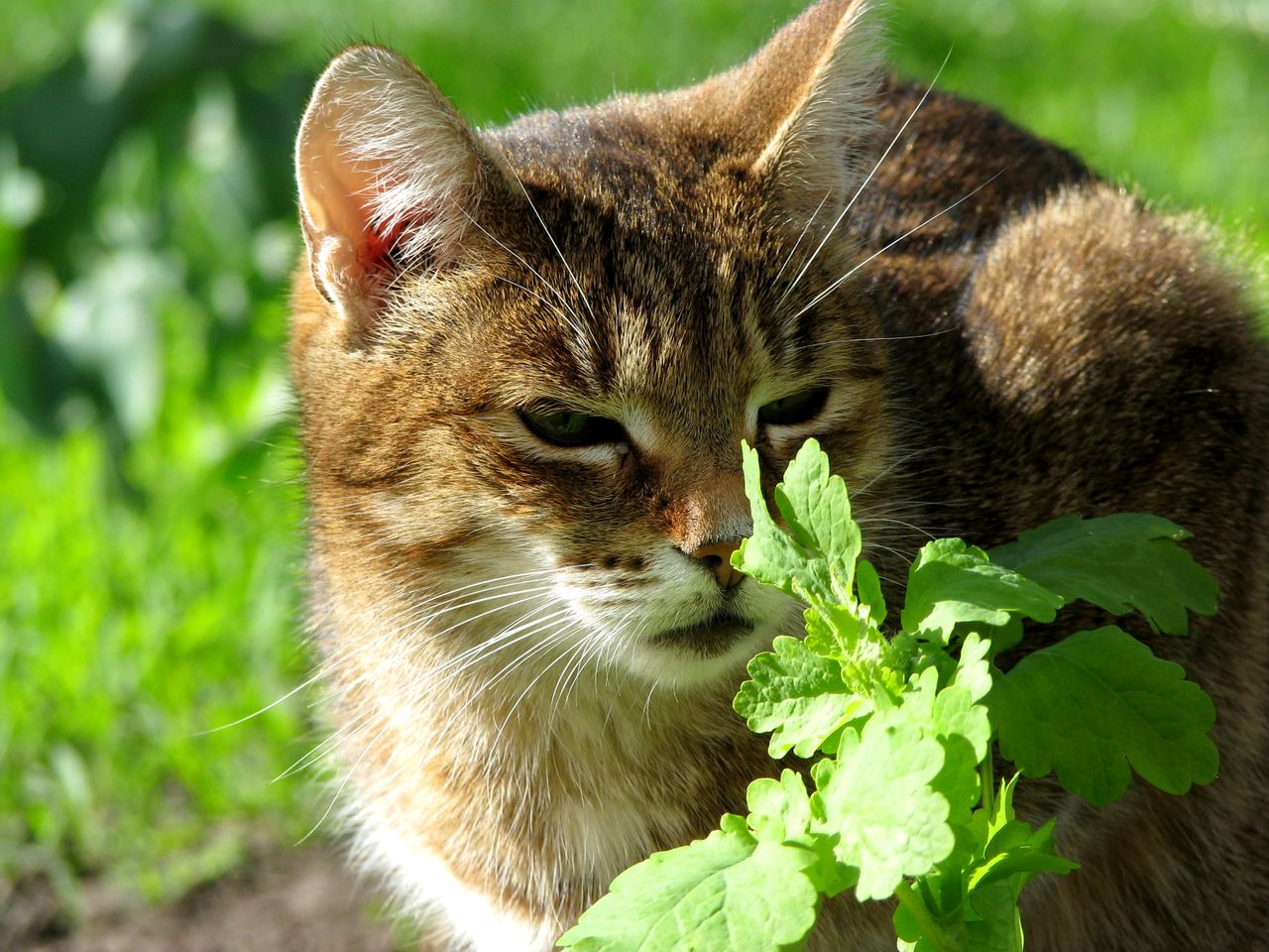 A domestic cat enjoying the outdoors among green leaves, basking in natural sunlight.