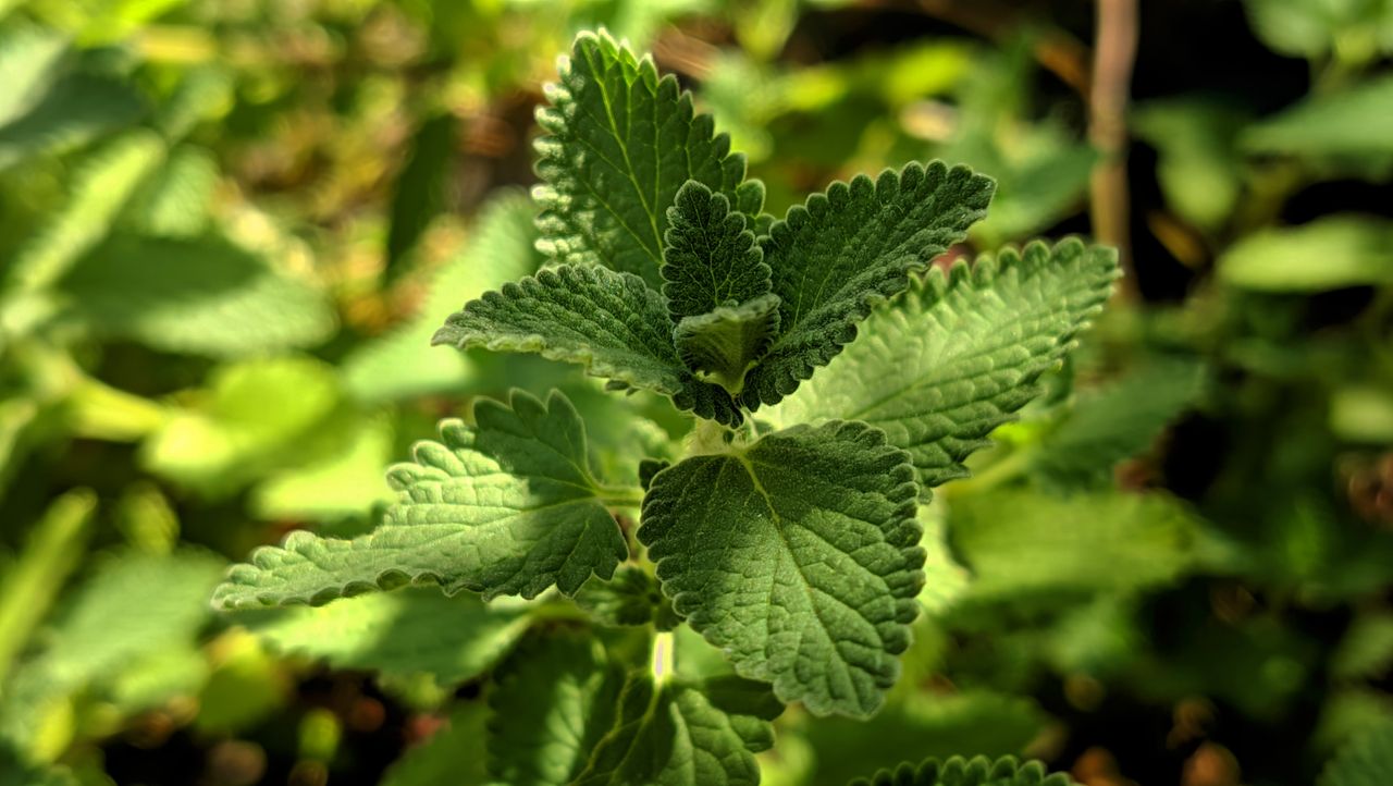 Vibrant close-up of lush green catnip leaves with detailed textures in outdoor sunlight.