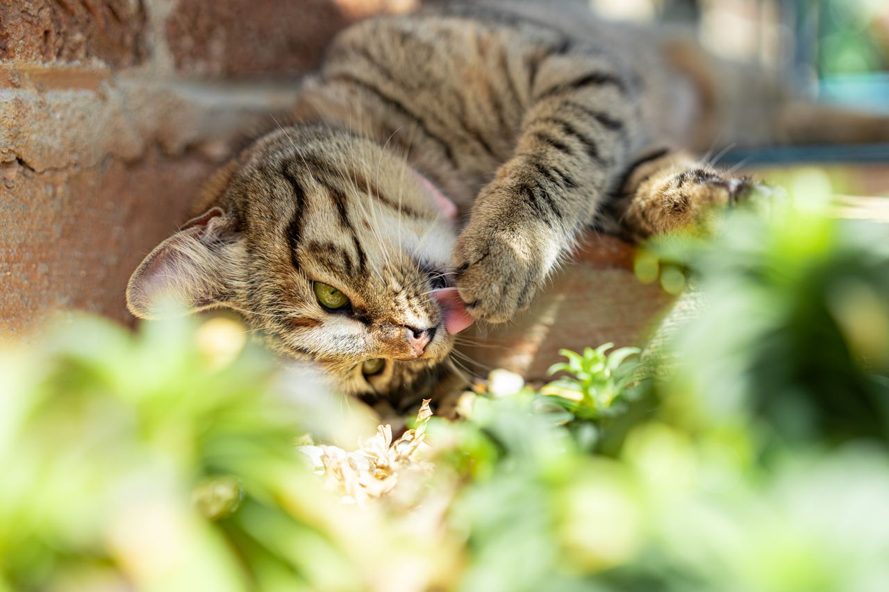 Adorable tabby cat with pink collar relaxing on brick wall in sunny Alabama garden.